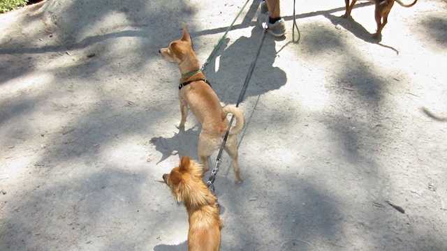 robertandoliveronawalk, dog walking
