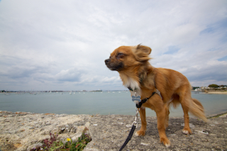 animalportraits13